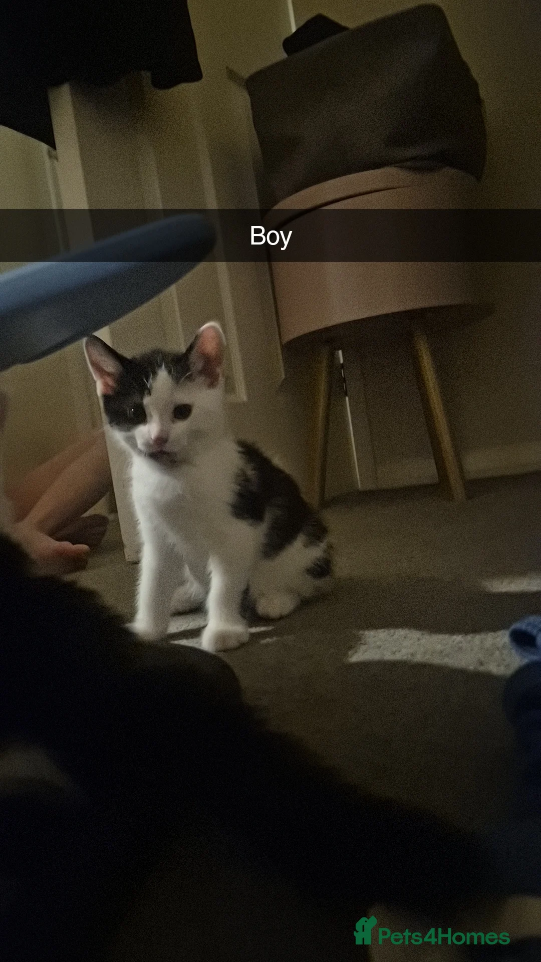 Domestic Shorthair cats for sale: 3 short hair 1 long hair domestic kittens  - Advert 6