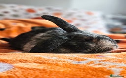 Mixed Breed rabbits for sale: Gypsy and Storm  - Advert 3