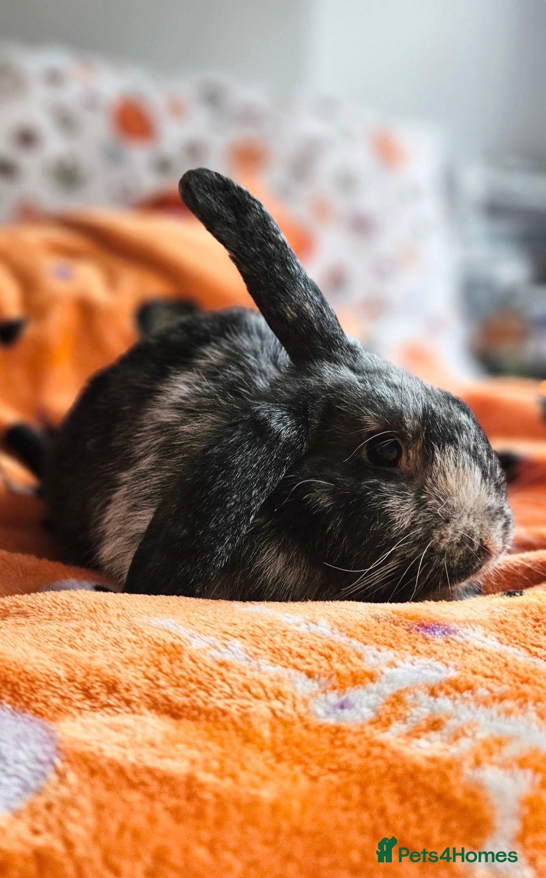 Mixed Breed rabbits for sale: Gypsy and Storm  - Advert 3