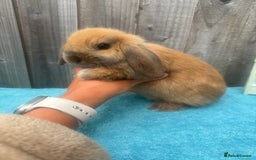 Mini Lop rabbits for sale: Mini lop babies ready to go - Image 9
