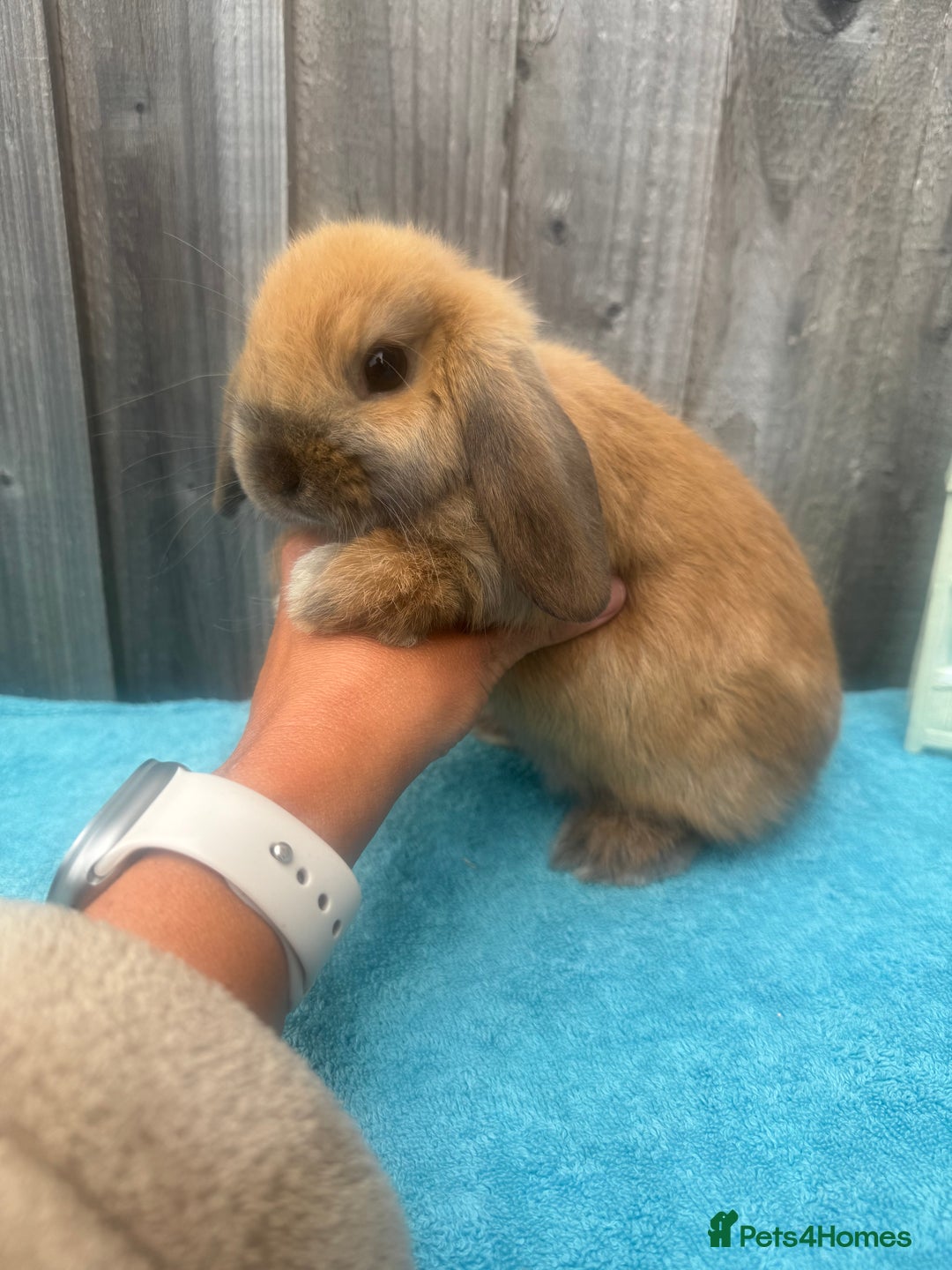 Mini Lop rabbits for sale: Mini lop babies ready to go - Image 9