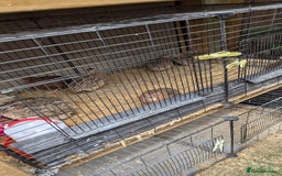 Quail poultry for sale: Young Quail  - Image 3