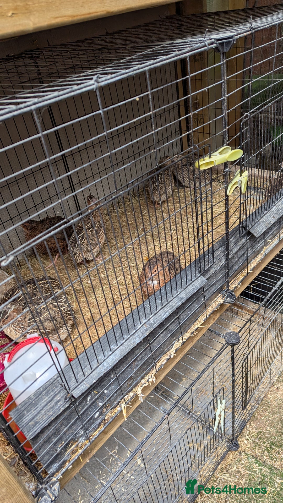Quail poultry for sale: Young Quail  - Image 3