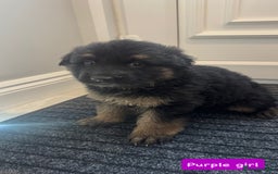 German Shepherd dogs for sale: Long haired German Shepherd puppies - Image 6