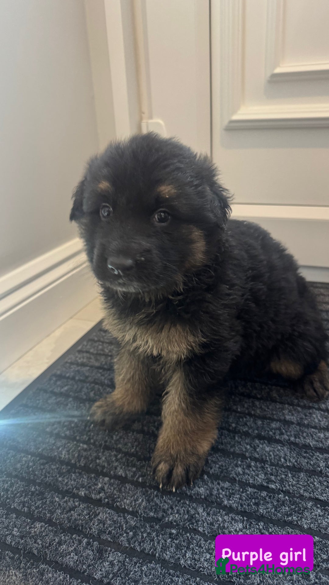 German Shepherd dogs for sale: Long haired German Shepherd puppies - Image 6