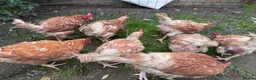 Chickens poultry for sale: Chicken for sale  - Advert 4