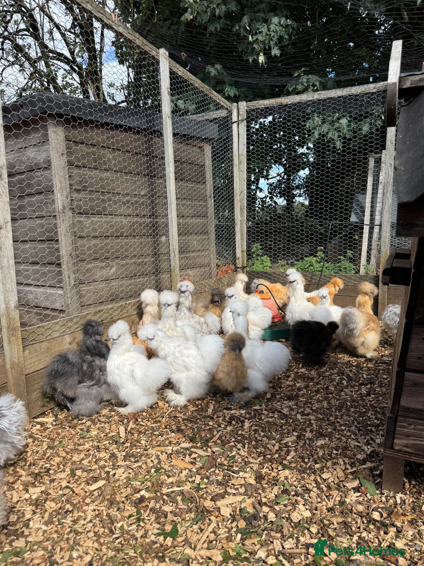 Chickens poultry Chickens - Advert 2