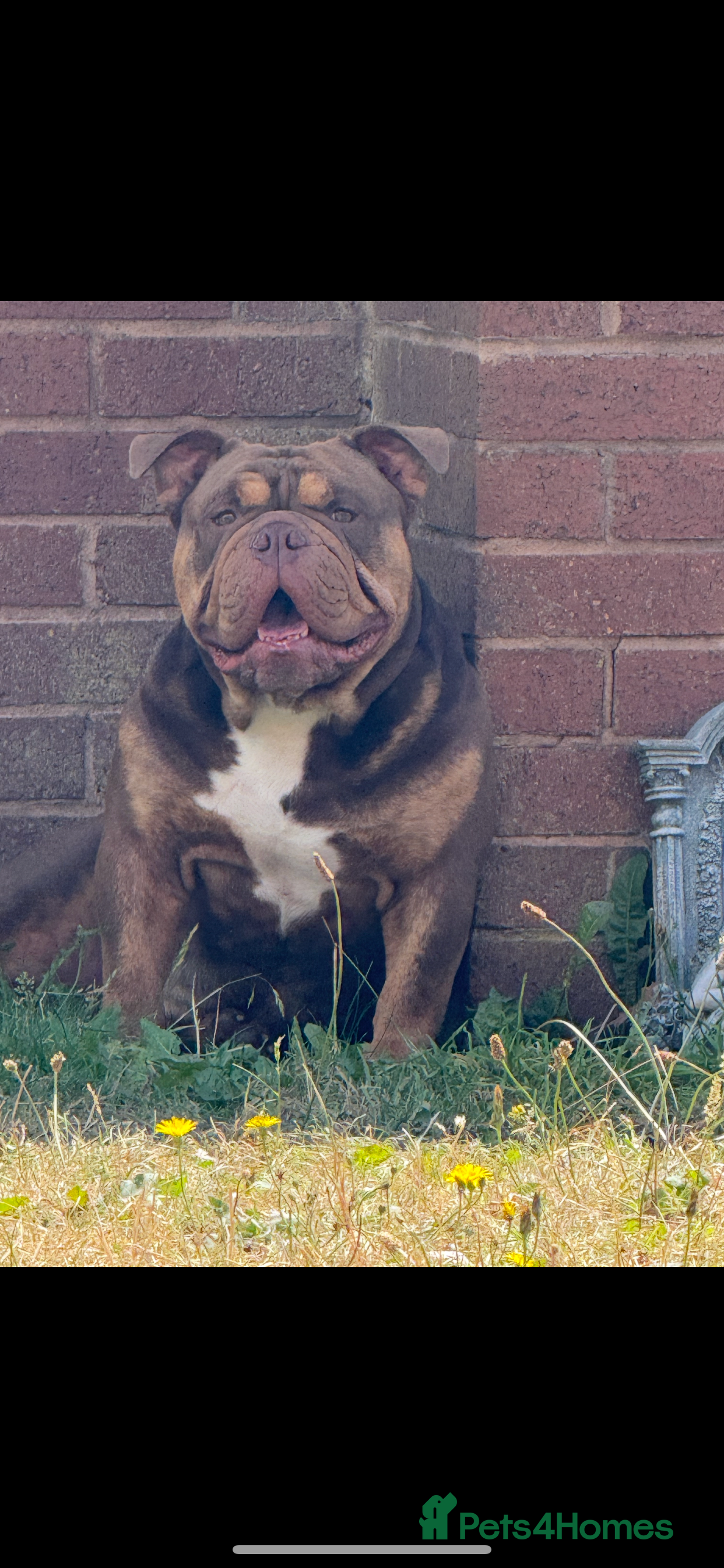 English Bulldog dogs Exotic English bulldog  - Advert 5