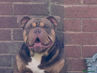 English Bulldog dogs Exotic English bulldog - Advert 23