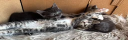 Ragdoll cats for sale: Kittens for sale - Advert 4