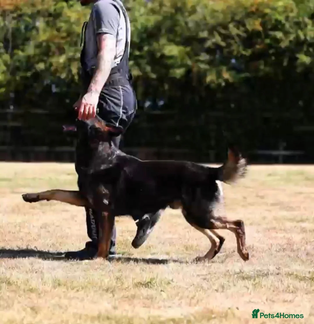 German Shepherd dogs for sale: TRAINED MALE - Advert 4