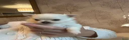 Pomchi dogs for sale: Chihuahua x Pomeranian Puppies - Advert 19