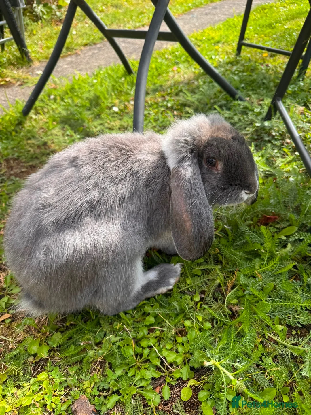 Mini Lop rabbits for sale: Rabbit  in Newcastle upon Tyne - Advert 2