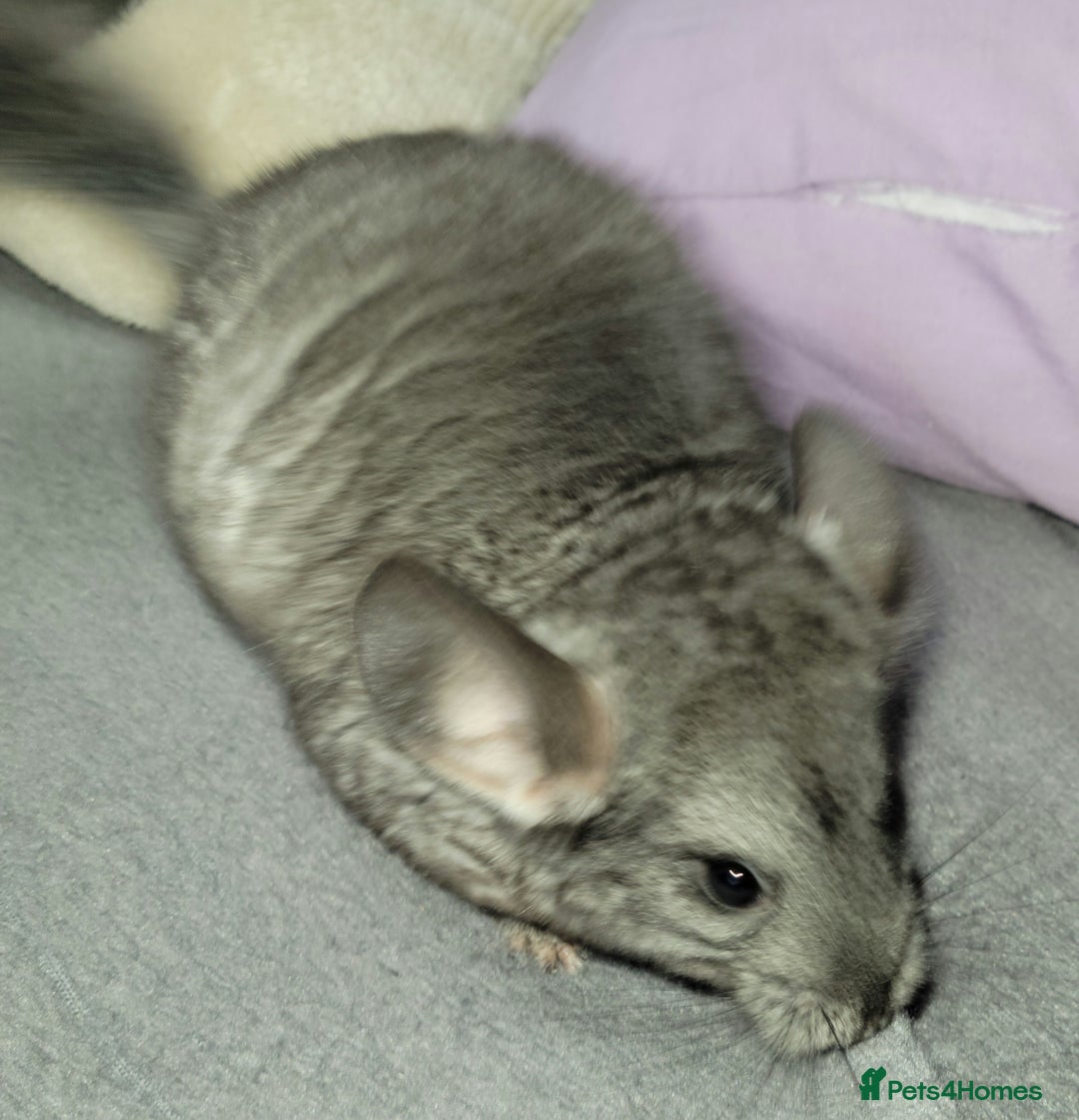 Chinchilla rodents for sale:  female baby chinchilla - Image 4