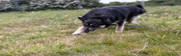 Mixed Breed dogs for adoption: Megan - Norwich Norfolk  - Advert 6