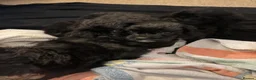 Cockapoo dogs for sale: Tiny Yankee Doodle puppies - Advert 12