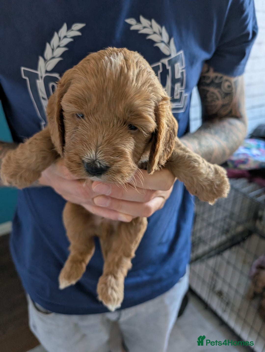 Cockapoo dogs for sale: Cockerpoo pups for sale in Witham - Image 5