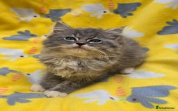 Ragdoll cats for sale: TICA REGISTERED RAGDOLL KITTENS  - Image 2