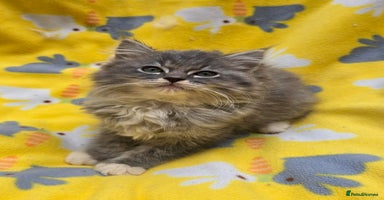 Ragdoll cats - Advert 15