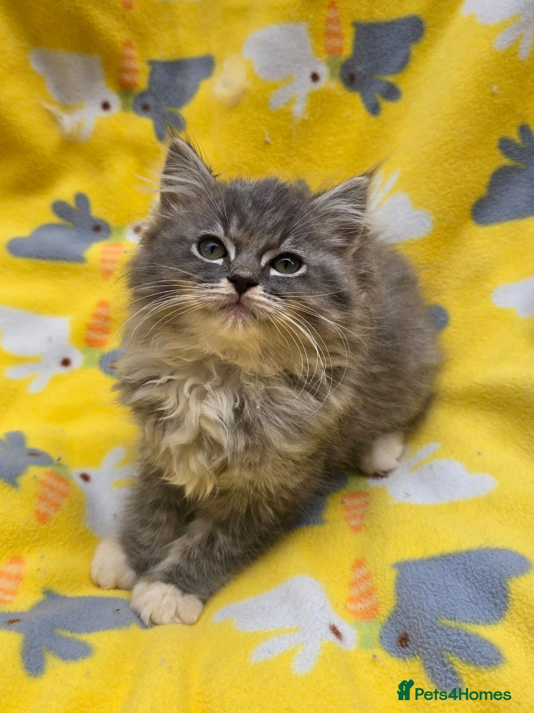 Ragdoll cats for sale: TICA REGISTERED RAGDOLL KITTENS  - Image 2