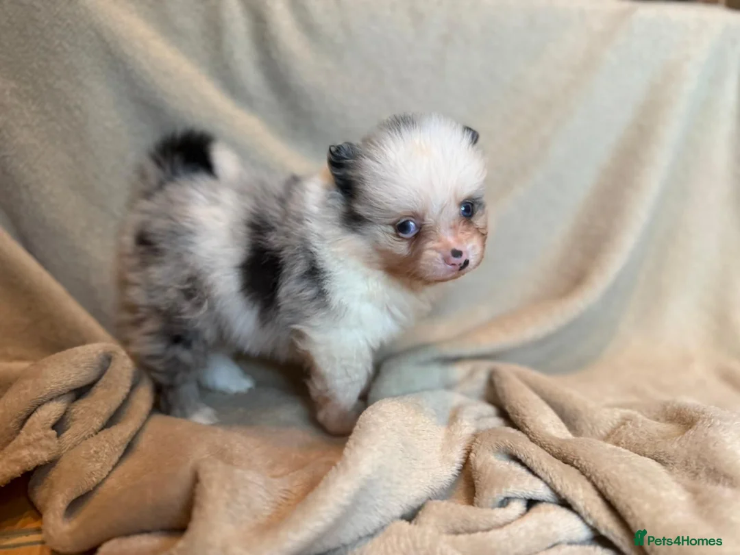 Pomeranian dogs for sale: 🐾 Adorable Merle Pomeranian Puppies for Sale 🐾 - Advert 40