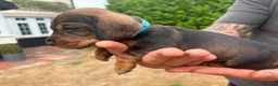 Dachshund dogs for sale: Standard Wirehaired Dachshund Puppies For Sale - Advert 8