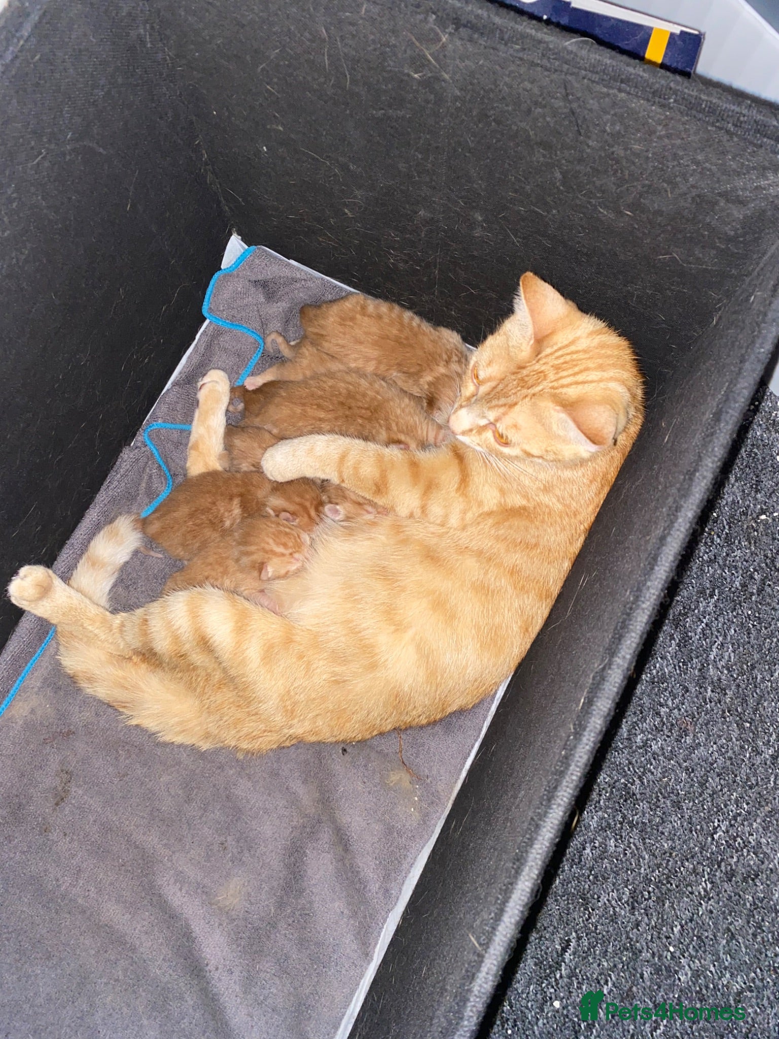 Bengal cats Bengal mix ginger kittens for sale - Advert 5