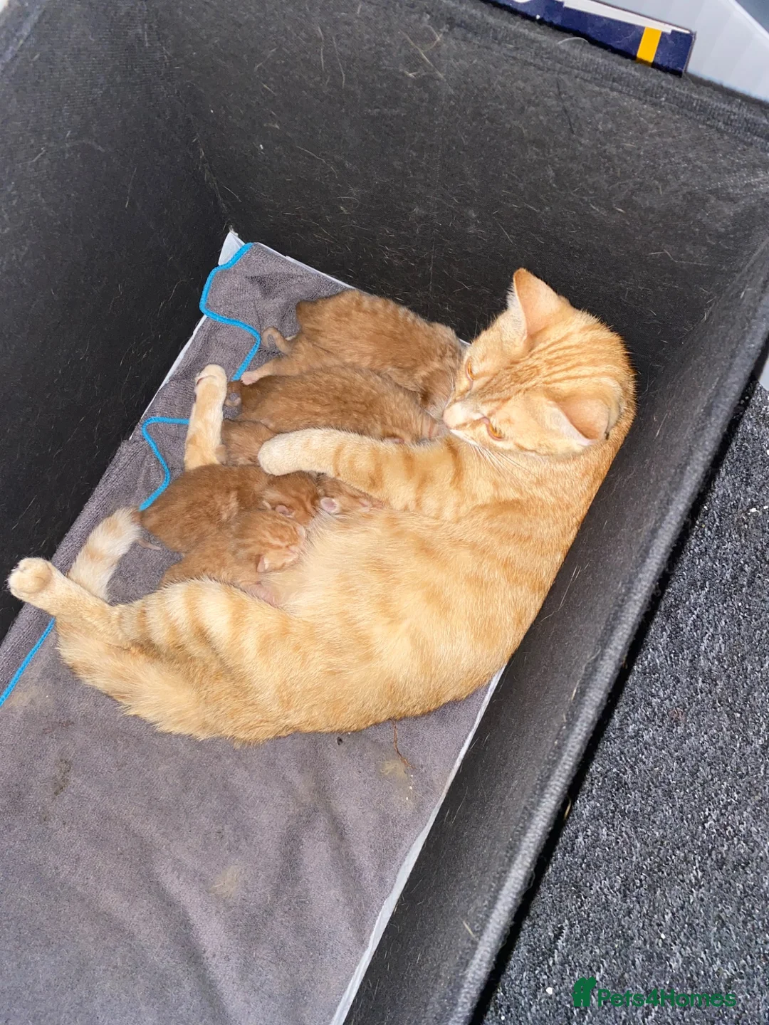 Bengal cats for sale: Bengal mix ginger kittens for sale - Advert 1