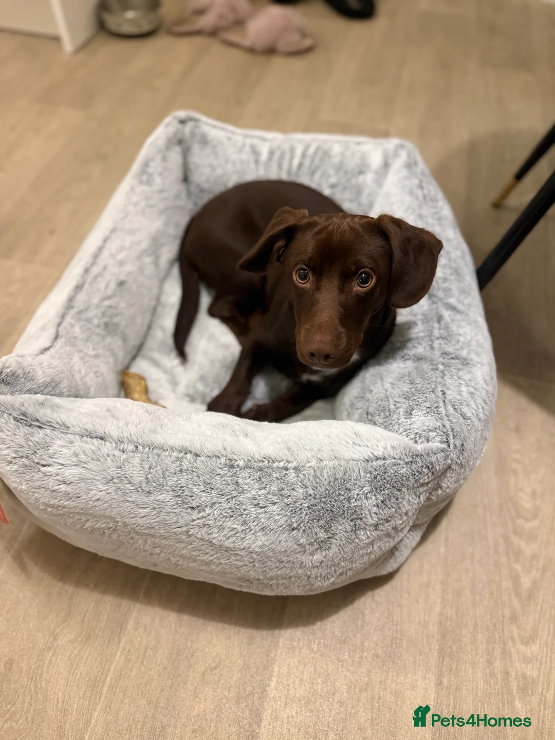 Mixed Breed dogs for sale: Mixed breed puppy 🐶 in Sheffield - Advert 2