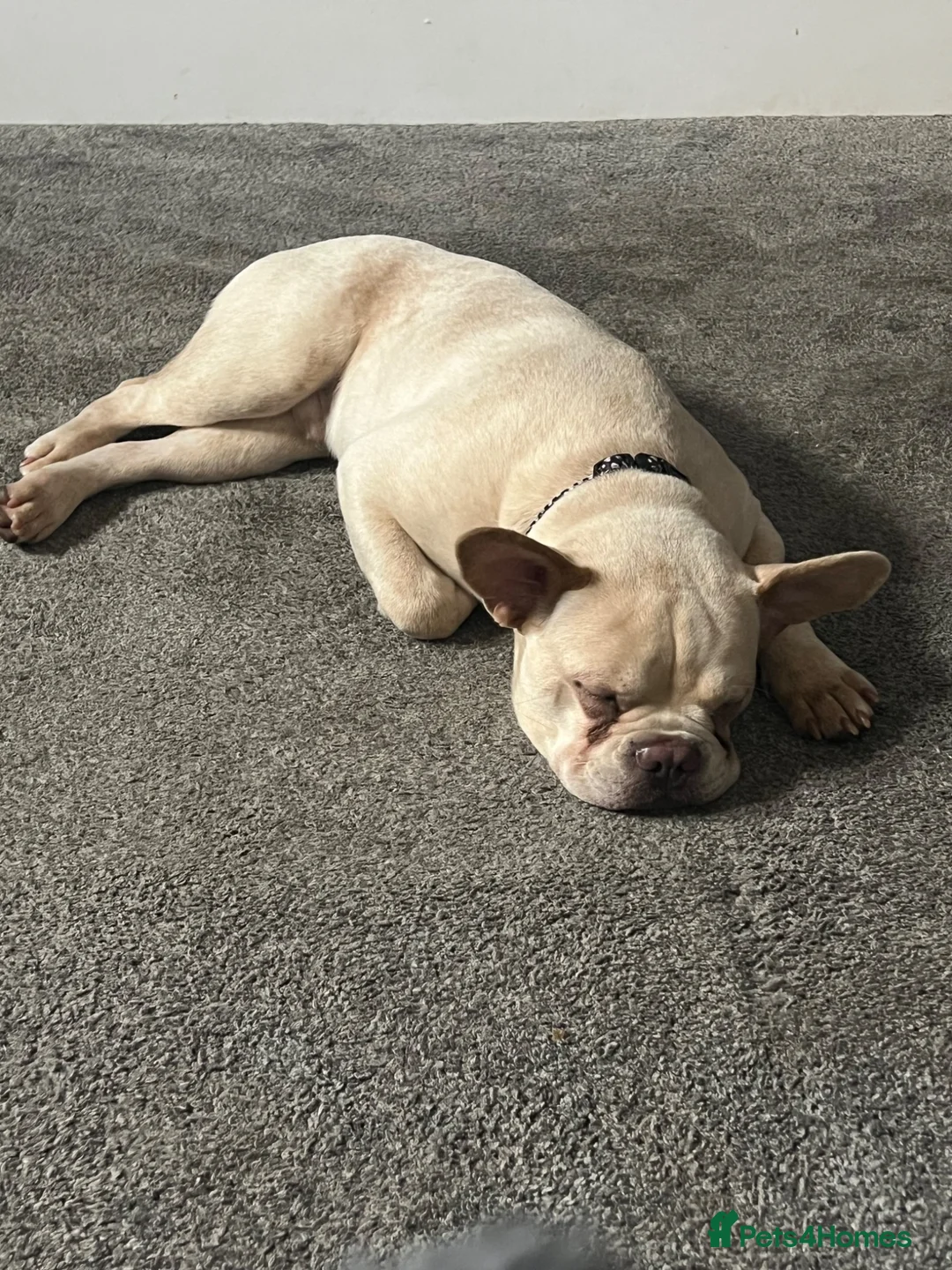 Mixed Breed dogs for sale: Meet Milo  in Liverpool - Advert 10
