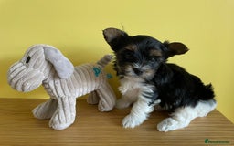 Yorkshire Terrier dogs for sale: York puppies for sale - Image 36