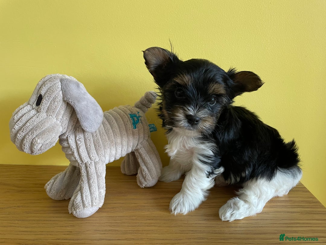 Yorkshire Terrier dogs for sale: York puppies for sale - Image 36