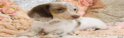 Miniature Dachshund dogs for sale: KC Longhair Miniature Dachshund Puppies - Advert 18