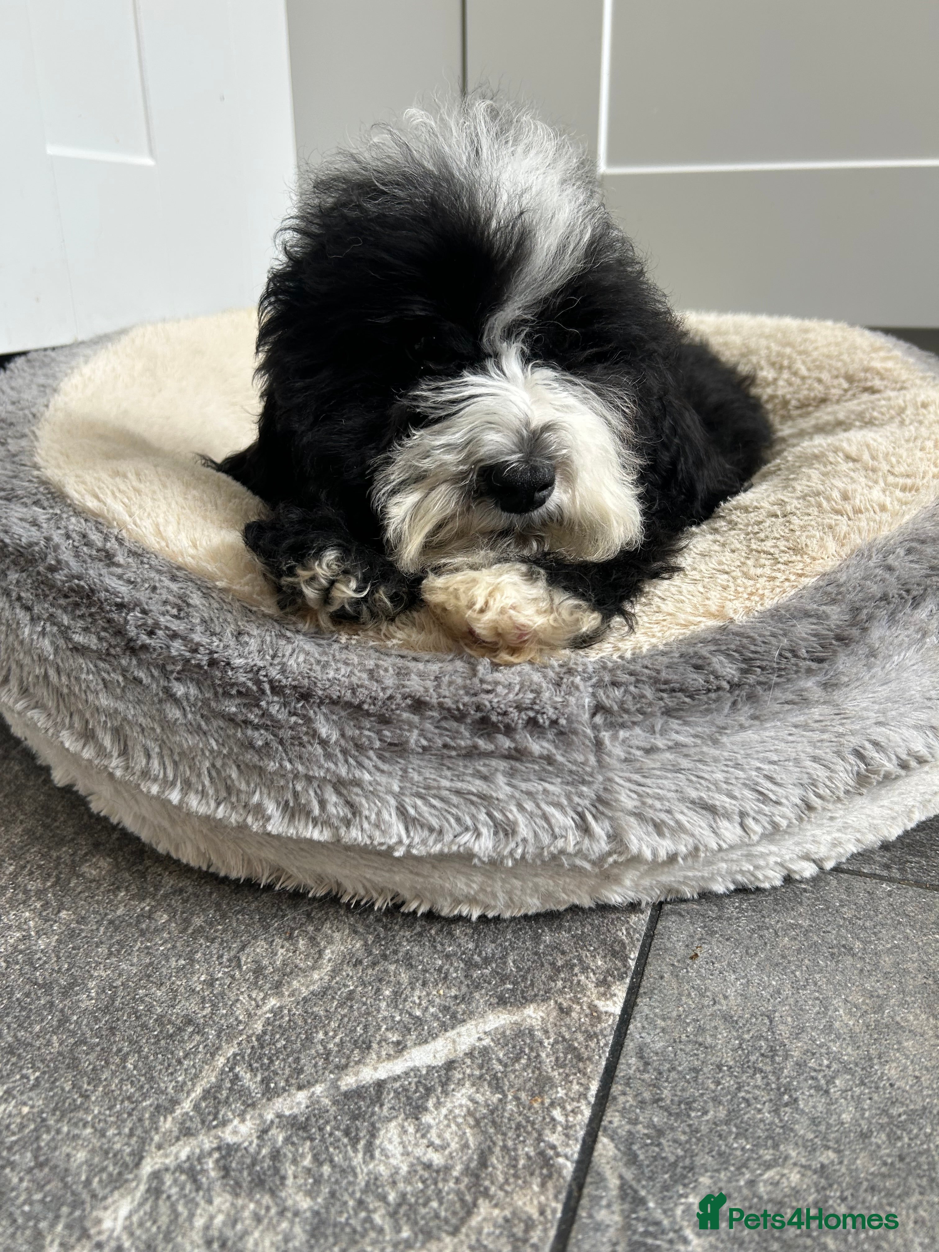 Cavapoo dogs Multigenerational Australian labradoodle cavapoo  - Advert 2