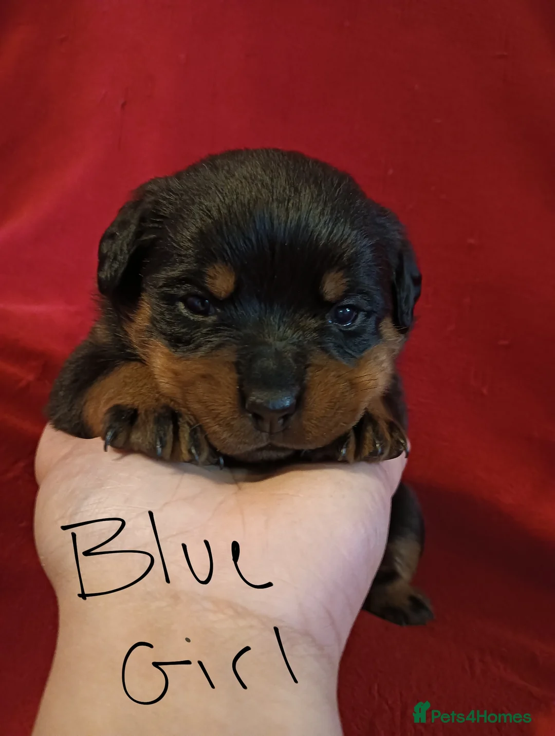 Rottweiler dogs for sale: Rottweiler Puppies  in Manchester - Advert 2