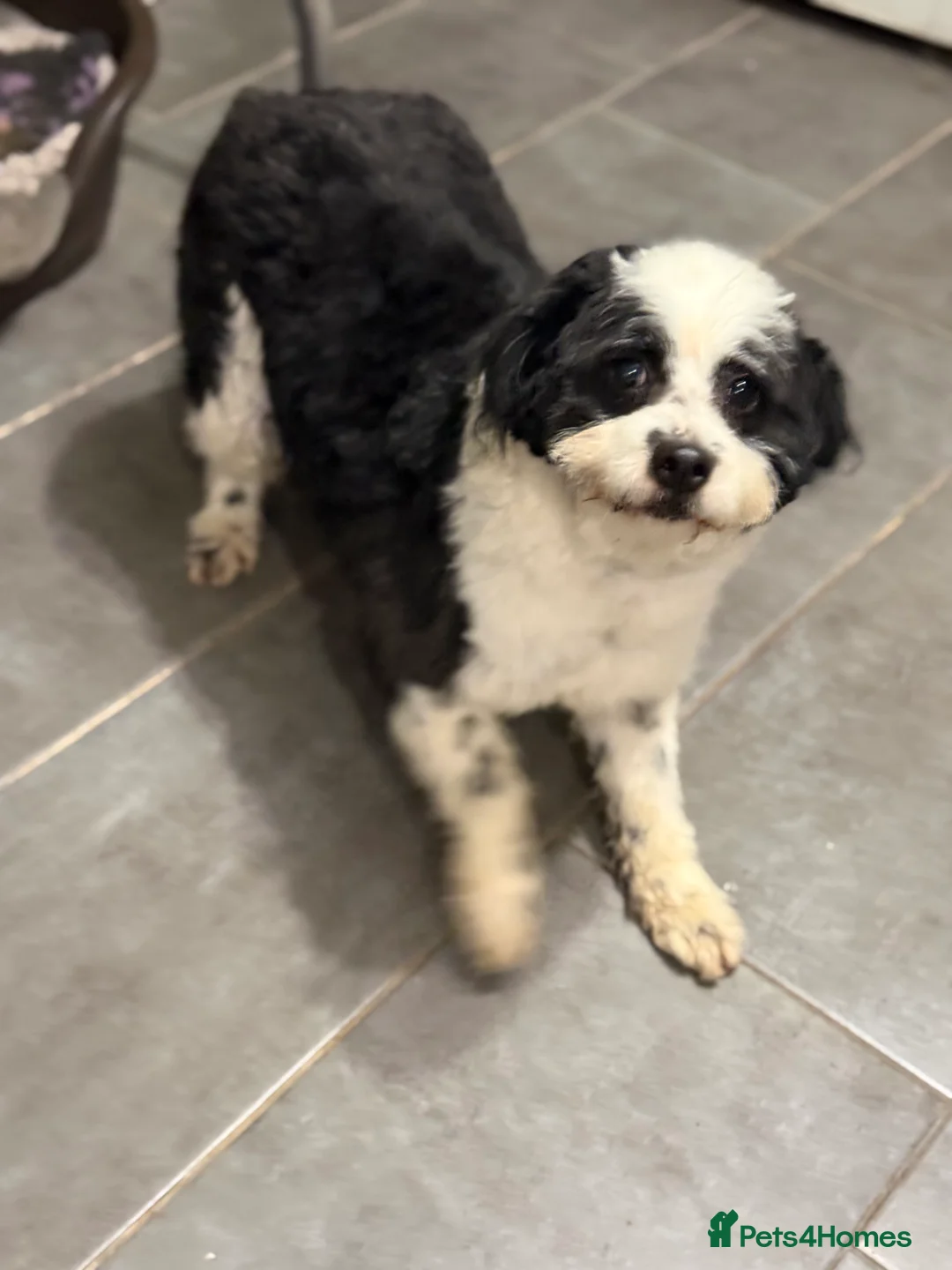 Mixed Breed dogs for adoption: Cute Teddy looking for True Love  - Advert 16