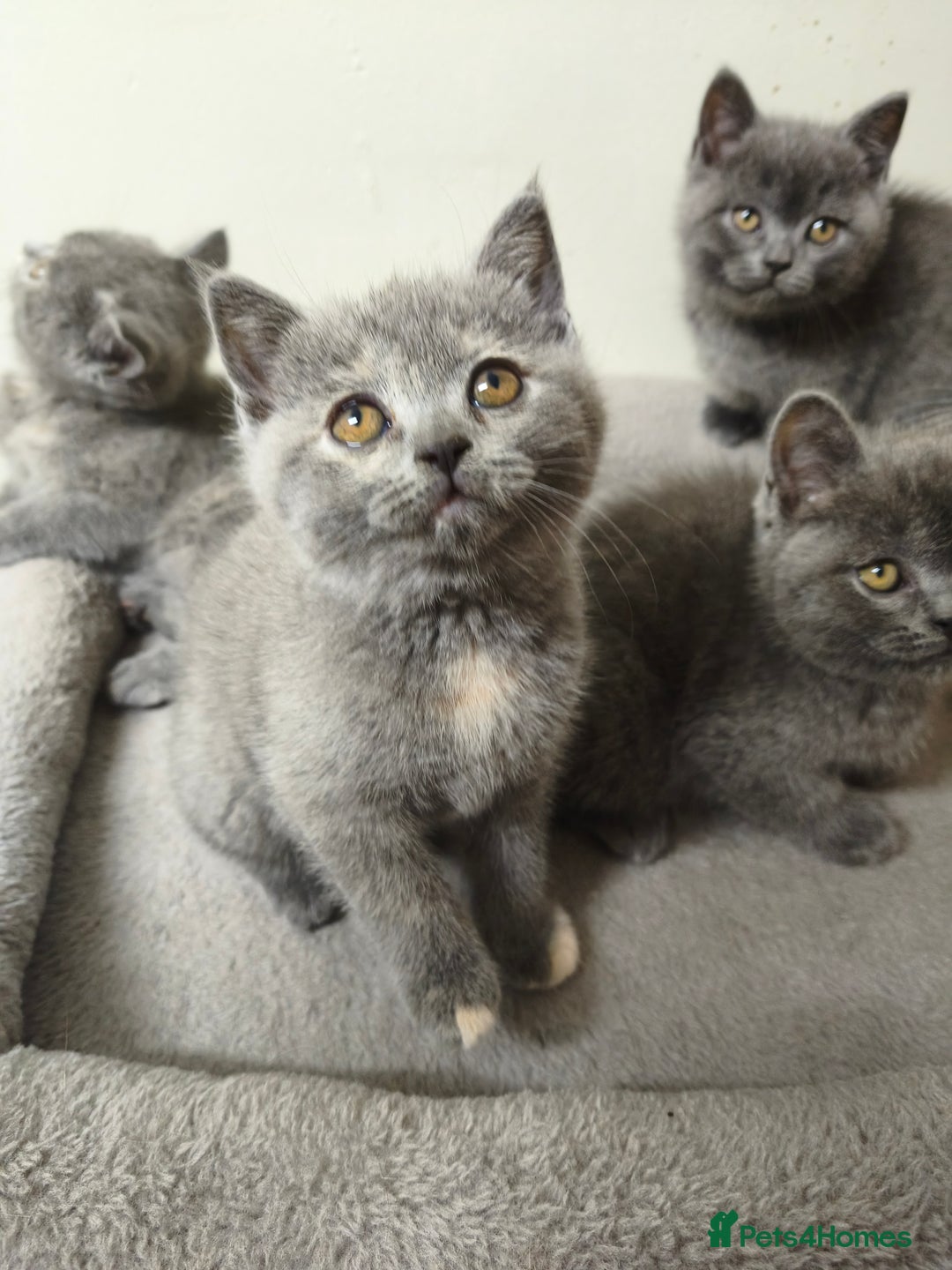 British Shorthair cats for sale: British Shorthair Kittens Imported Parents  - Advert 39