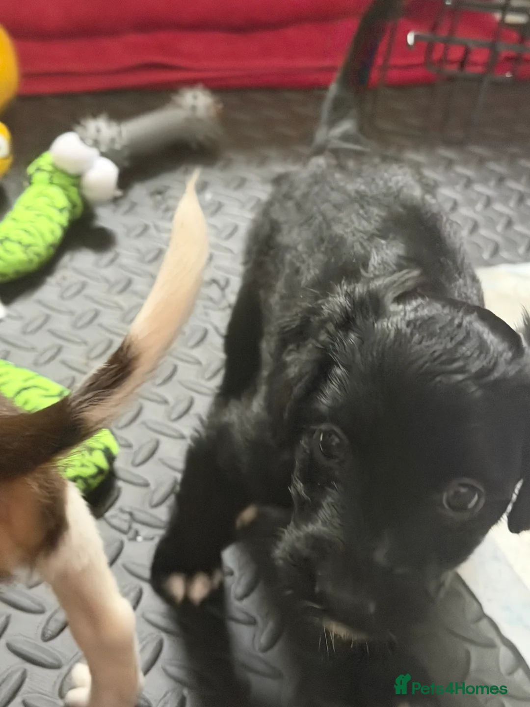 Mixed Breed dogs for sale: Lovely Cockapoo/Border Collie puppies in Abergavenny - Advert 4