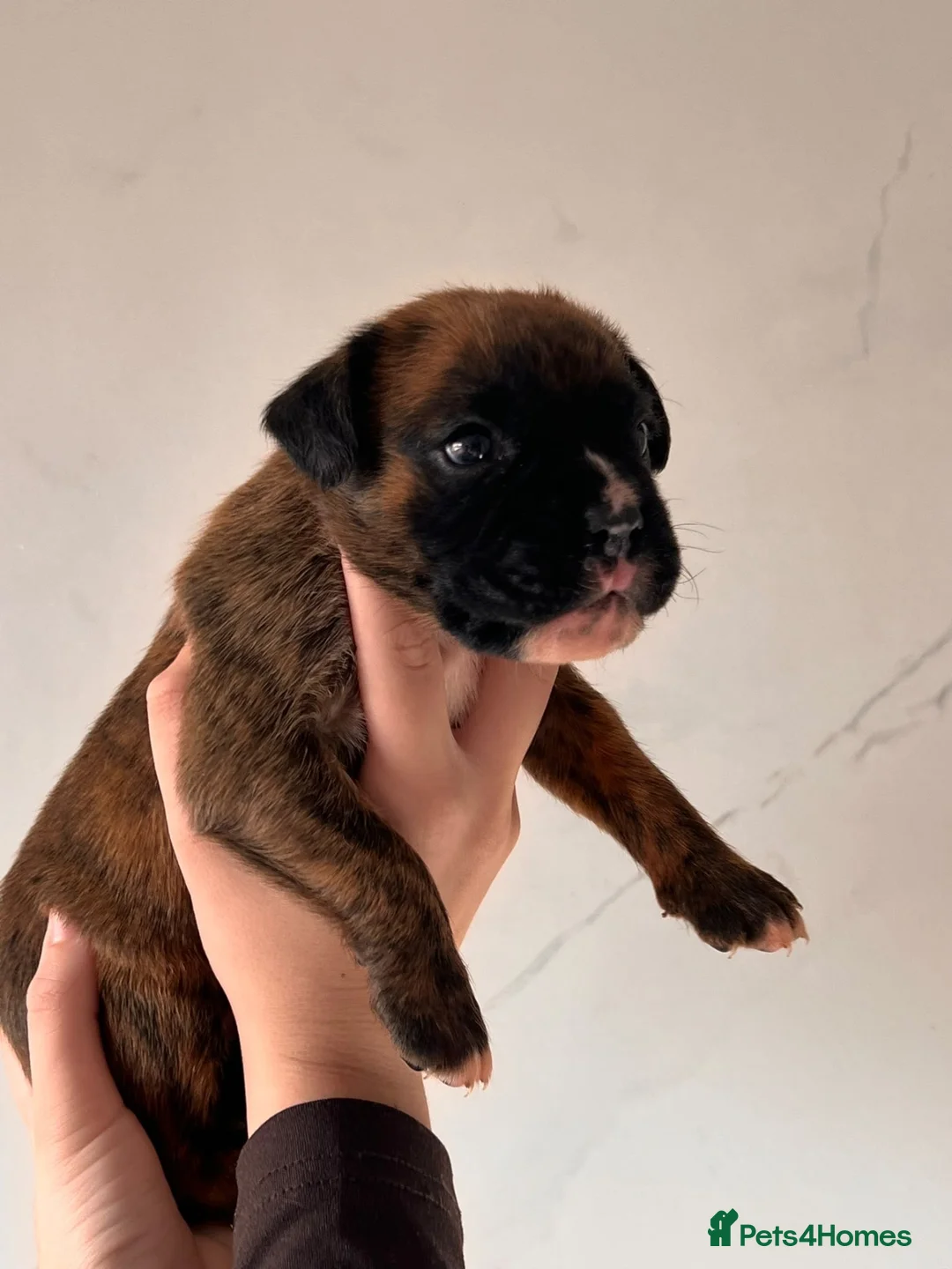 Boxer dogs for sale: Gorgeous Boxer Puppies  in Newton Abbot - Advert 11