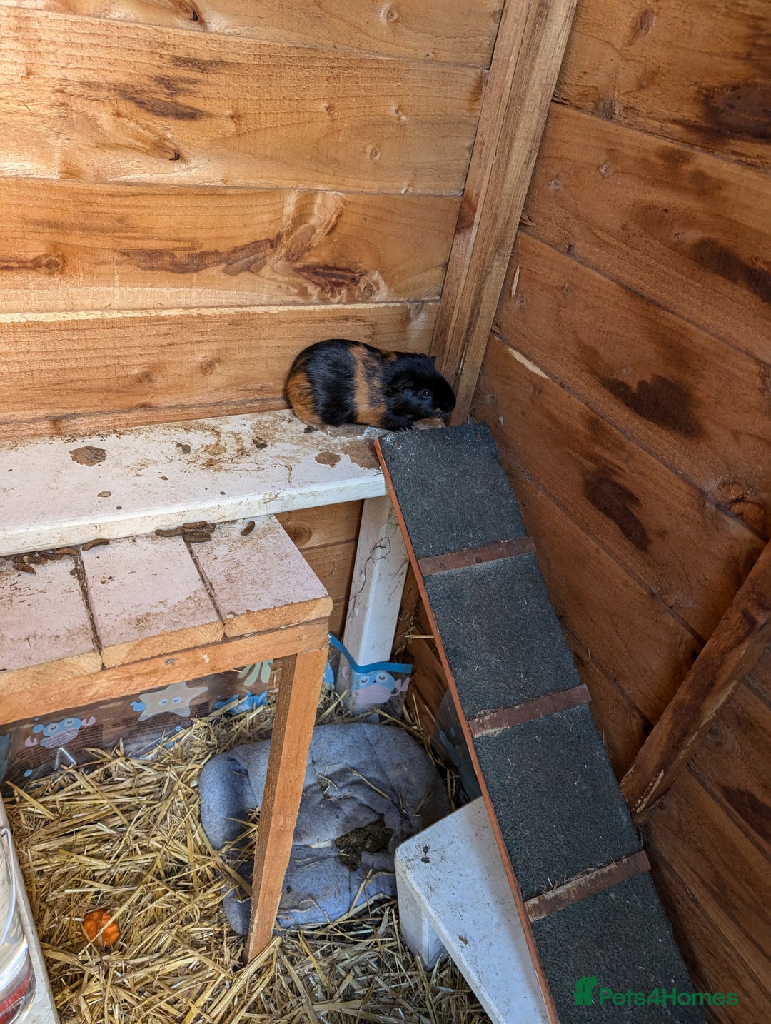 Guinea Pig rodents for sale: 3 male guinea pigs. Desperately need a new home!  - Image 5