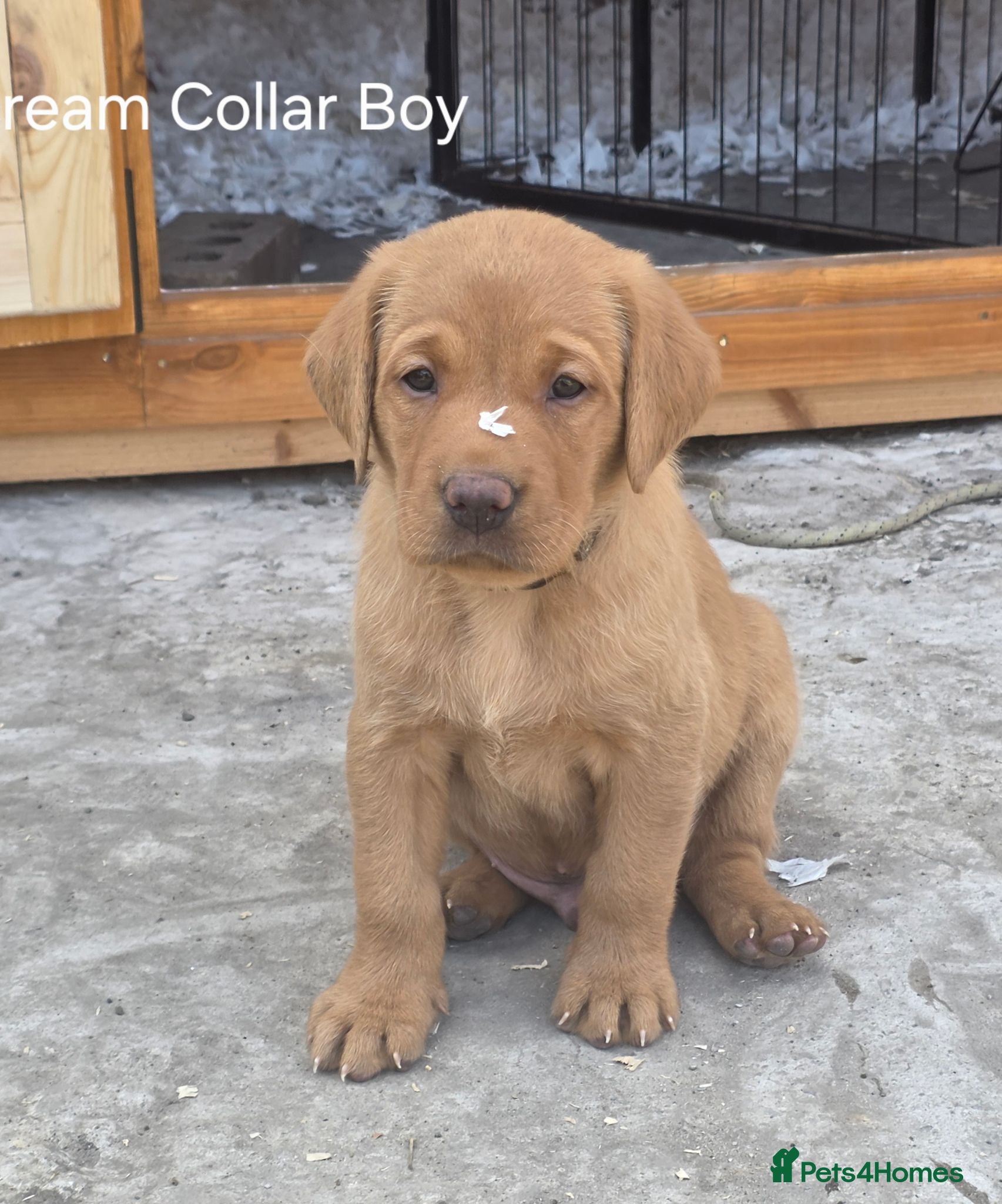 Labrador Retriever dogs KC REG, EHANCED HEALTH TESTED, RED & YELLOW LABS - Advert 1
