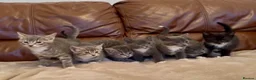 Mixed Breed cats for sale: Beautiful kittens  - Advert 12