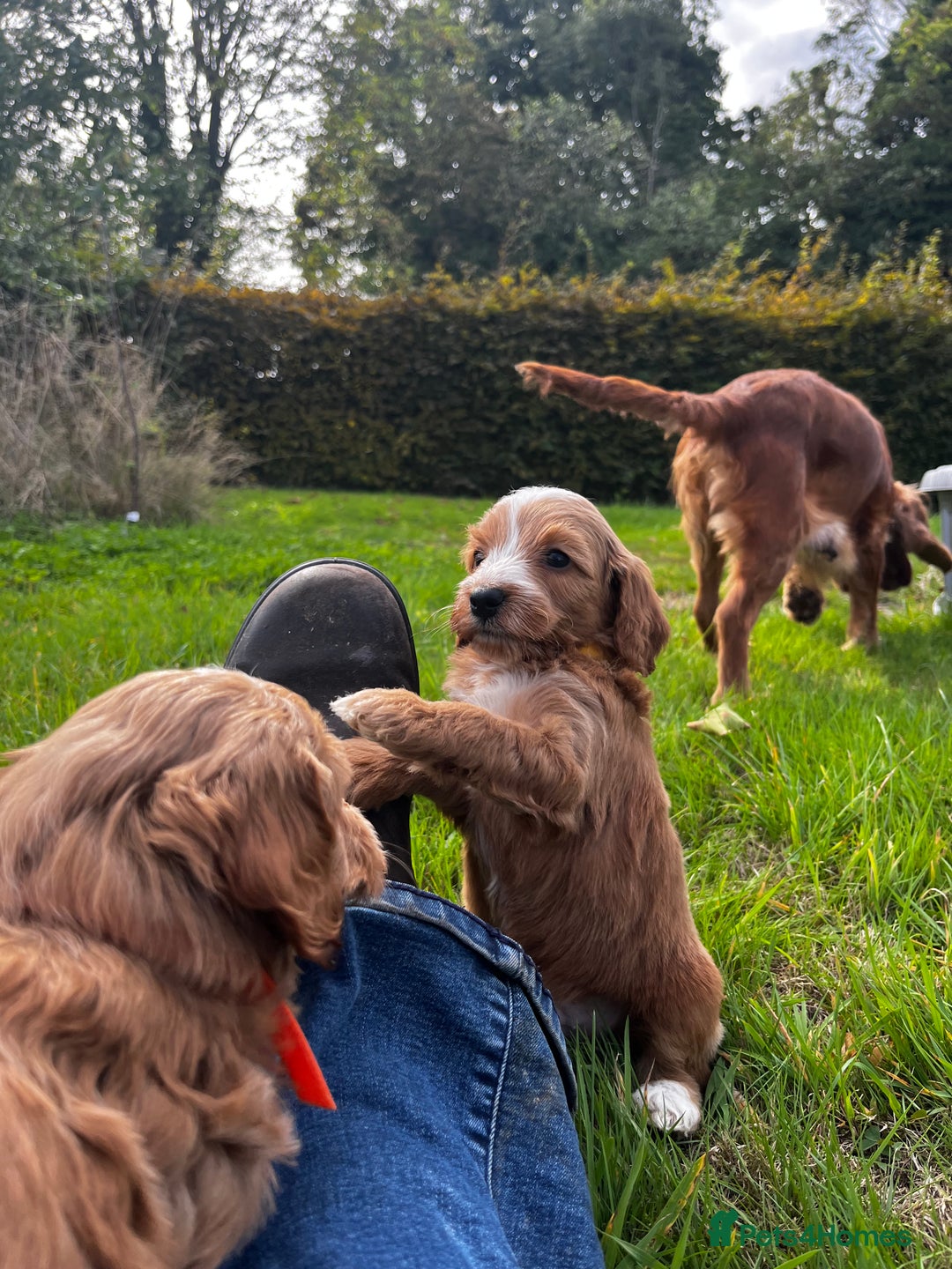 Cockapoo dogs for sale: 🌟Golden Cockapoos🌟 - Image 17