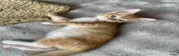 Mixed Breed cats for sale: Beautiful Ginger Kittens!  in London - Advert 4