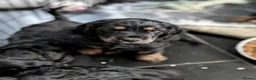 Cocker Spaniel dogs for sale: One female puppy left  - Advert 11