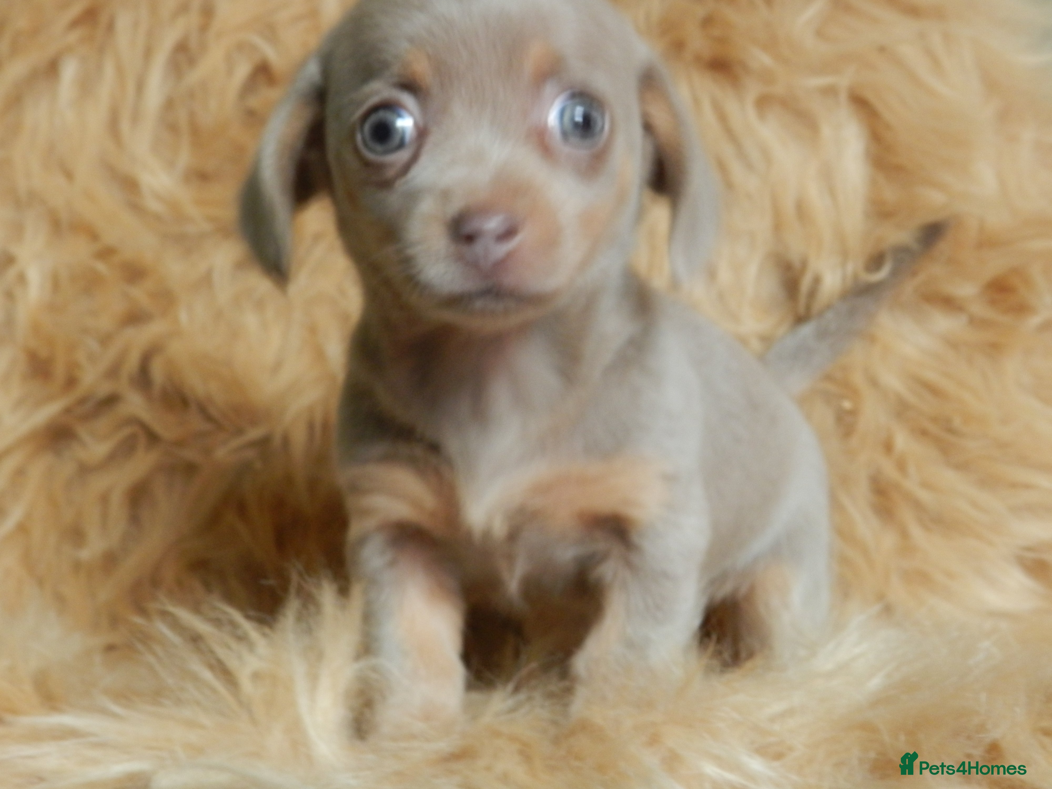 Mixed Breed dogs Dachshund x Pomeranian Super Cute - Advert 10