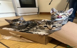 Bengal cats for sale: Half bengal kitten looking for her forever home - Image 10