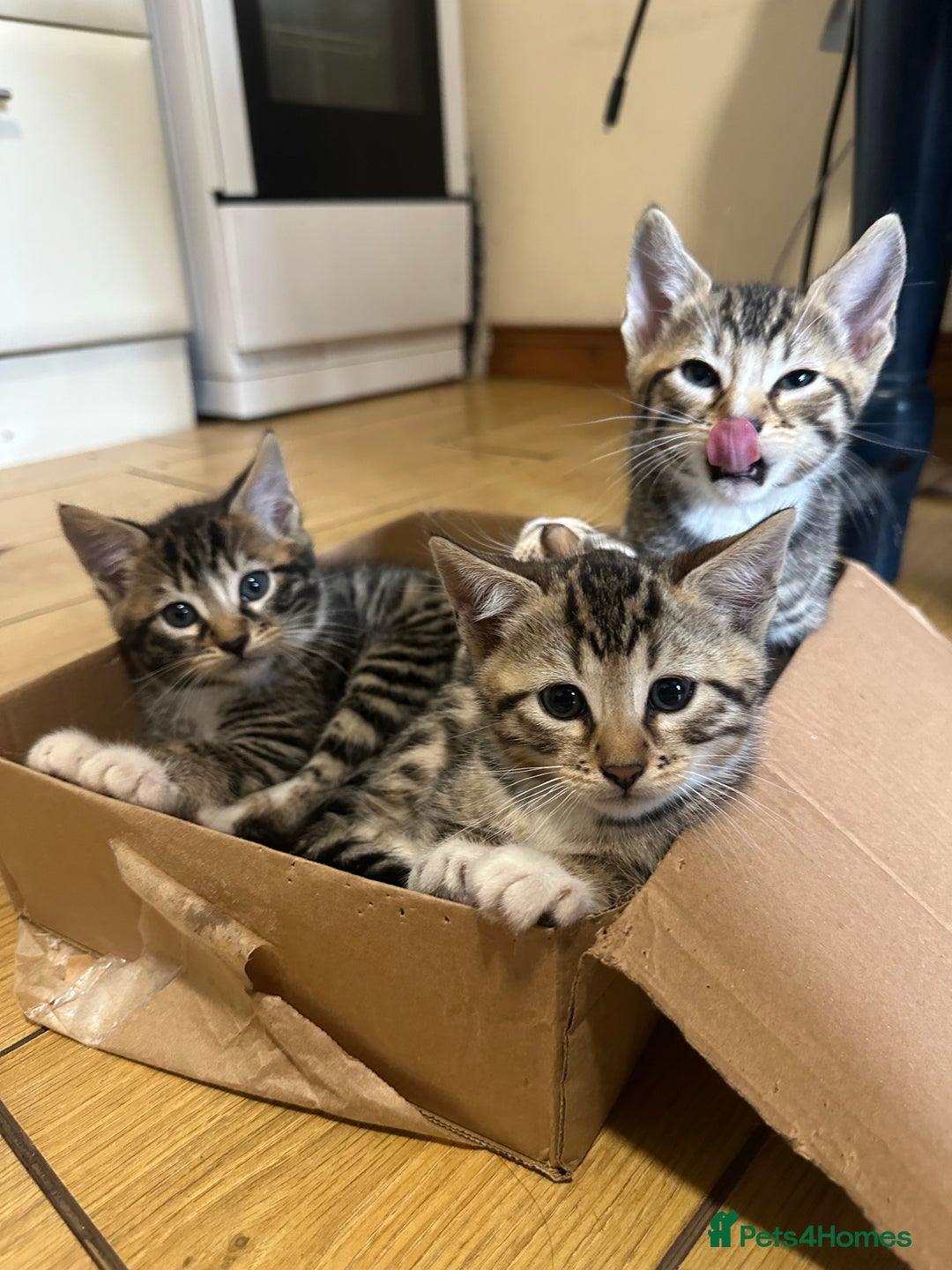 Bengal cats for sale: Half bengal kitten looking for her forever home - Image 10