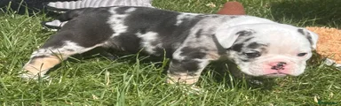 🩷Mochi-Pick of litter Black tri Merle female 