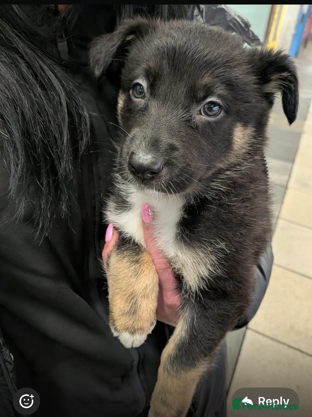 German Shepherd dogs for sale: For sale  - Advert 3